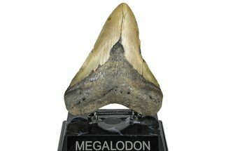 Fossil Megalodon Tooth - North Carolina #299062