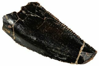 Serrated Abelisaurid Premaxillary Tooth - Dekkar Formation #299103