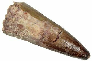 Cretaceous Fossil Crocodylomorph Tooth - Morocco #299191