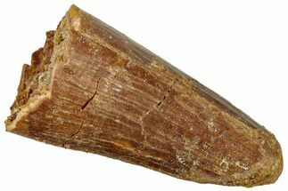 Cretaceous Fossil Crocodylomorph Tooth - Feeding Worn Tip! #299206