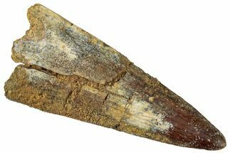Cretaceous Fossil Crocodylomorph Tooth - Morocco #299210
