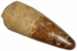 Huge, Cretaceous Fossil Crocodylomorph Tooth - Morocco #299221