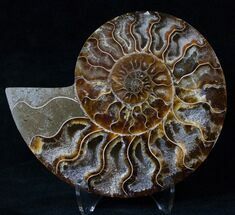 Crystal Filled Ammonite Fossil (Half) #16509