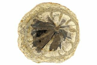 Petrified Wood (Hermanophyton) Round - Colorado #299231