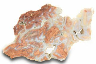 Polished Wyoming Youngite Agate/Jasper Slab - Fluorescent #299326