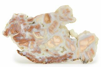 Polished Wyoming Youngite Agate/Jasper Slab - Fluorescent #299342