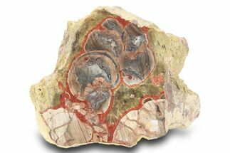 Polished Mushroom Jasper Section - Arizona #299350