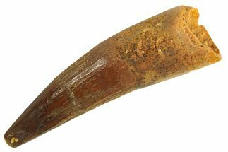 Juvenile Fossil Spinosaurus Tooth - Real Dinosaur Tooth #296944