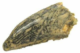 Serrated Raptor Premaxillary Tooth - Real Dinosaur Tooth #296773