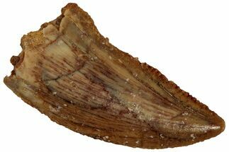 Serrated, Raptor Tooth - Real Dinosaur Tooth #296185