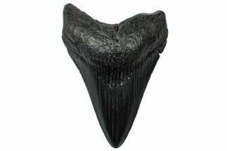 Fossil Megalodon Tooth - South Carolina #299433