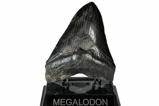 Fossil Megalodon Tooth - South Carolina #299436