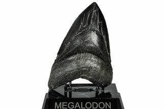 Serrated, Fossil Megalodon Tooth - South Carolina #299445