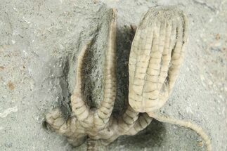 Fossil Crinoids (Agaricocrinus & Sarocrinus) - Crawfordsville #291804