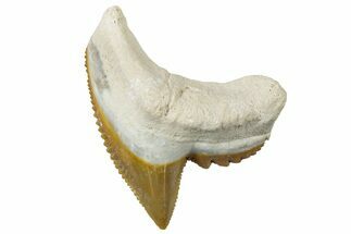 Fossil Tiger Shark (Galeocerdo) Tooth - Bone Valley, Florida #299586