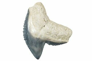 Fossil Tiger Shark (Galeocerdo) Tooth - Bone Valley, Florida #299588