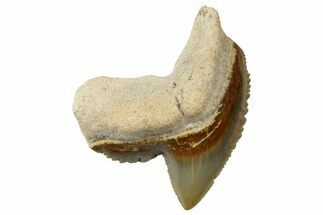 Fossil Tiger Shark (Galeocerdo) Tooth - Bone Valley, Florida #299593