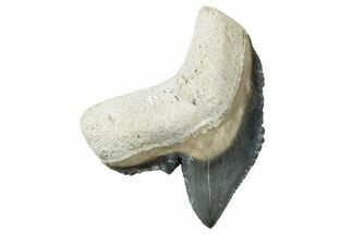 Fossil Tiger Shark (Galeocerdo) Tooth - Bone Valley, Florida #299594