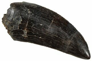 Beautiful Serrated Tyrannosaur Tooth - Two Medicine Formation #299656