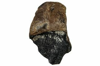 Fossil Ceratopsian Dinosaur Tooth - Judith River Fm #299702