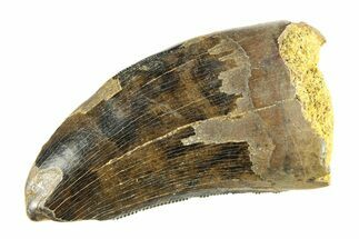 Serrated, Fossil Tyrannosaur (Nanotyrannus?) Tooth - Wyoming #299763