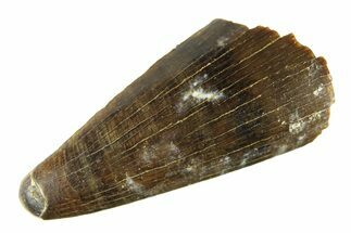 Cretaceous Fossil Crocodilian Tooth - Wyoming #299781