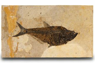 Huge, Fossil Fish (Diplomystus) - Wall Mount #299814