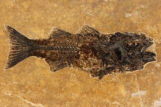 Green River Fish Fossil (Mioplosus) - Ash Layer #299822