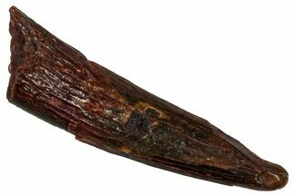 Fossil Pterosaur (Siroccopteryx) Tooth - Morocco #299807