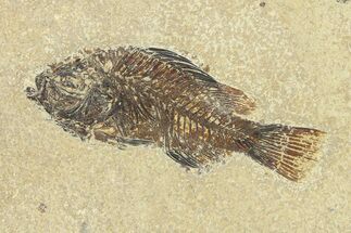 Detailed Fossil Fish (Cockerellites) - Wyoming #299850