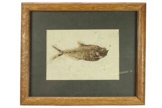 Framed Fossil Fish (Diplomystus) - Wyoming #299853