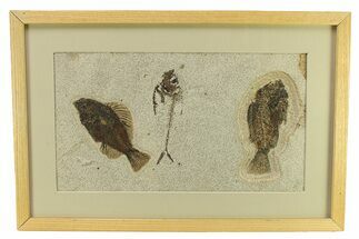 Framed Fossil Fish (Cockerellites & Diplomystus) - Wyoming #299855