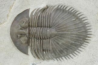 Thysanopeltella (Thysanopeltis) Trilobite - Jorf, Morocco #299839