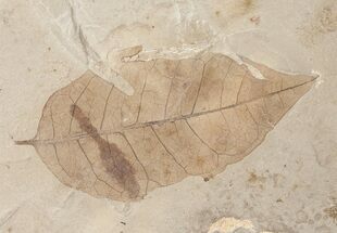 Beautiful Fossil Juglans winchesteri (Walnut) Leaf - Green River Formation #16514