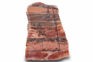 Polished Kona Dolomite (Stromatolite) Section - Michigan #299938