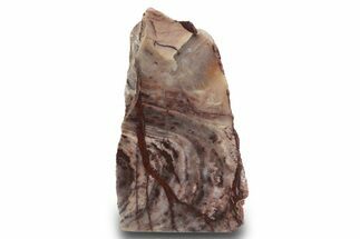 Polished Kona Dolomite Section - Michigan #299949