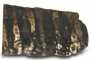 Stromatolites  For Sale