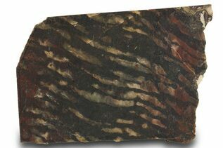 Stromatolites  For Sale