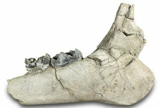 Fossil Titanothere (Megacerops) Jaw - South Dakota #300004