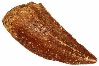 Raptor Tooth - Real Dinosaur Tooth #295796