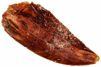 Raptor Tooth - Real Dinosaur Tooth #295817