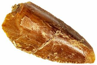 Raptor Premaxillary Tooth - Real Dinosaur Tooth #295827