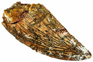 Serrated, Raptor Tooth - Real Dinosaur Tooth #296216