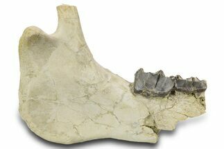 Fossil Titanothere (Megacerops) Jaw - South Dakota #300032