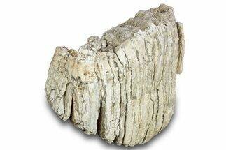 Fossil Columbian Mammoth Upper M Molar - South Dakota #300095