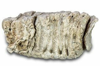 Fossil Columbian Mammoth Upper M Molar - South Dakota #300095