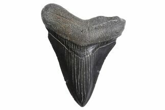 Serrated, Fossil Megalodon Tooth - South Carolina #299637