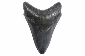 Fossil Megalodon Tooth - South Carolina #299648