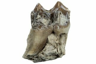Fossil Oreodont (Merycoidodon) Molar - South Dakota #300259