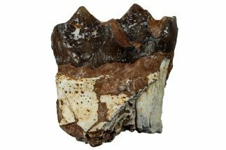 Fossil Oreodont (Merycoidodon) Molar - South Dakota #300269